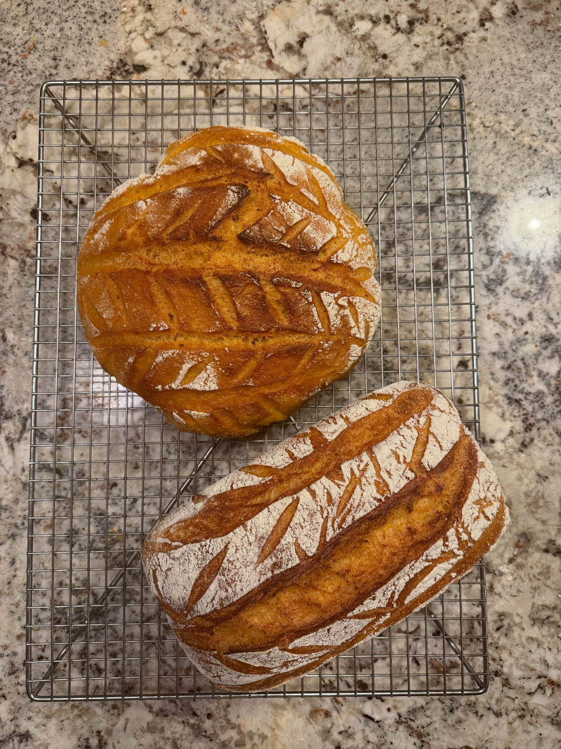 Two crusty loaves of sourdough bread cooling on a wire rack. 